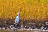 Egret On The Shore_29102